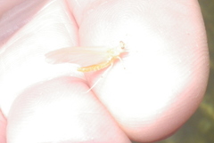 Ephemerella invaria