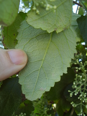 Buddleja dysophylla