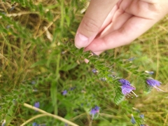 Echium vulgare