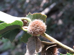 Disholandricus lasius