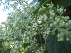 Buddleja dysophylla