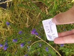 Echium vulgare
