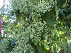 Buddleja dysophylla