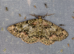 Cleorodes lichenaria