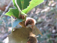 Disholandricus lasius