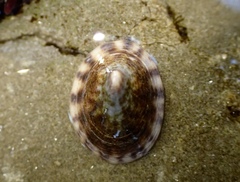 Testudinalia testudinalis