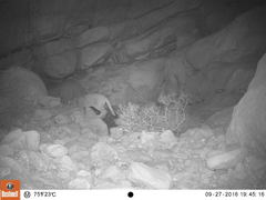 Felis lybica ornata