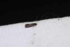 Doleromorpha porphyria