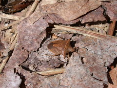 Euschistus ictericus