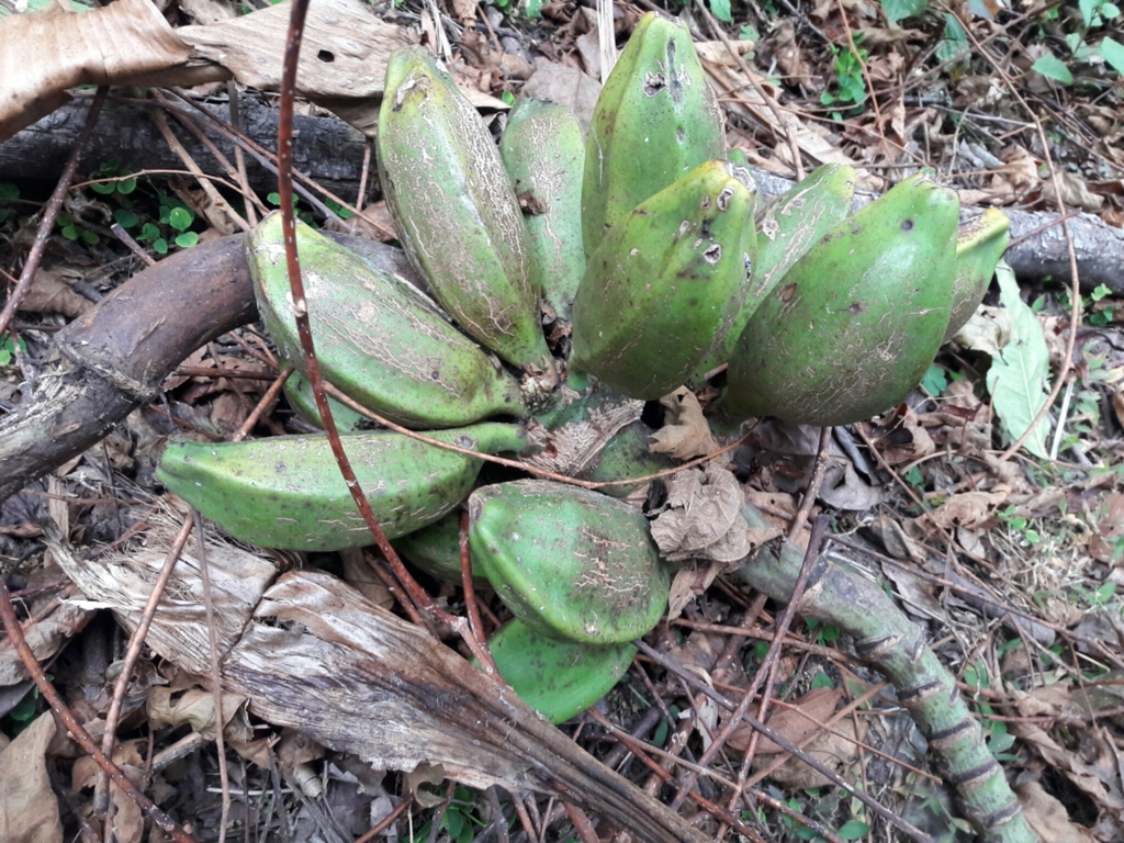 Musa griersonii