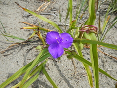 Tradescantia