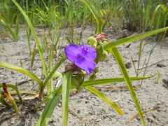 Tradescantia