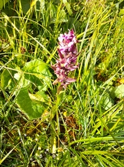 Dactylorhiza majalis