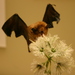 Murciélagos Lengüetones - Photo (c) Ryan Somma, algunos derechos reservados (CC BY-SA)