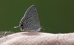 Catopyrops ancyra