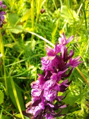 Dactylorhiza majalis