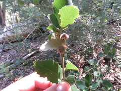 Disholandricus lasius