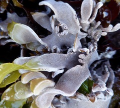 Jellyella tuberculata