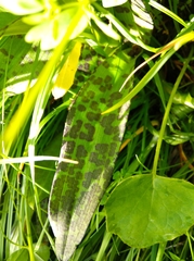 Dactylorhiza majalis