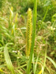 Setaria pumila