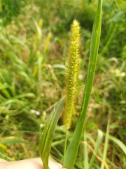 Setaria pumila