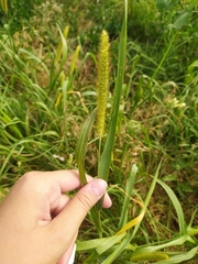 Setaria pumila
