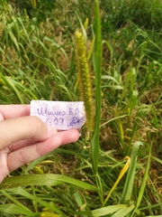 Setaria pumila