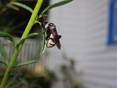 Triepeolus concavus