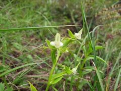 Habenaria arietina