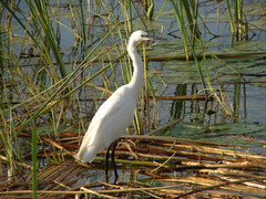 Egretta garzetta