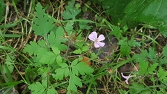 Geranium robertianum