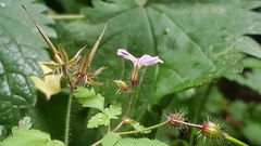 Geranium robertianum