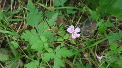 Geranium robertianum