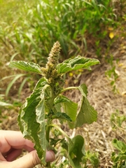 Amaranthus retroflexus