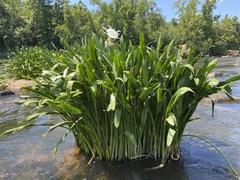Hymenocallis coronaria