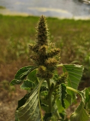 Amaranthus retroflexus