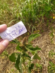 Amaranthus retroflexus