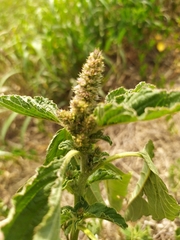 Amaranthus retroflexus