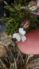 Silene involucrata