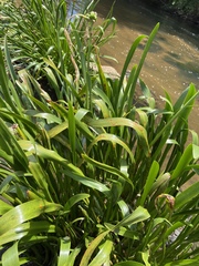 Hymenocallis coronaria