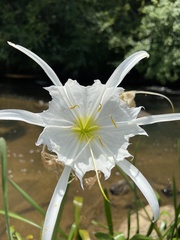 Hymenocallis coronaria