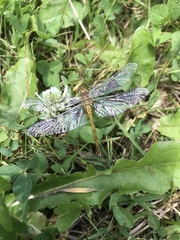 Sympetrum sanguineum
