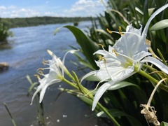 Hymenocallis coronaria