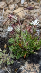 Silene involucrata