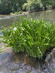 Hymenocallis coronaria