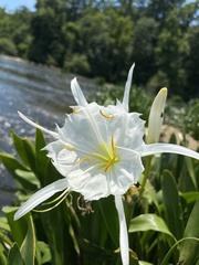 Hymenocallis coronaria