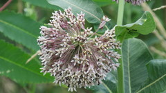 Asclepias syriaca
