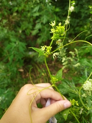 Echinocystis lobata