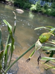 Hymenocallis coronaria
