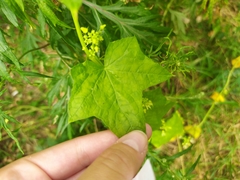 Echinocystis lobata